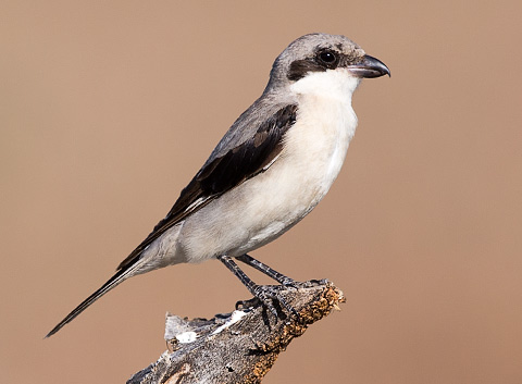 Lesser Grey Shrike perched